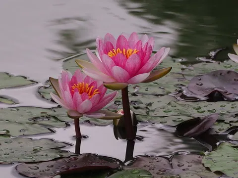 Android APP 二维码